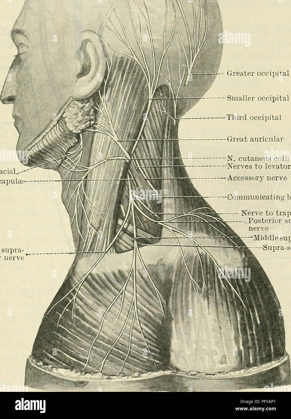 . Cunningham's Textbook of anatomy. Anatomy. CEEYICAL PLEXUS. 697