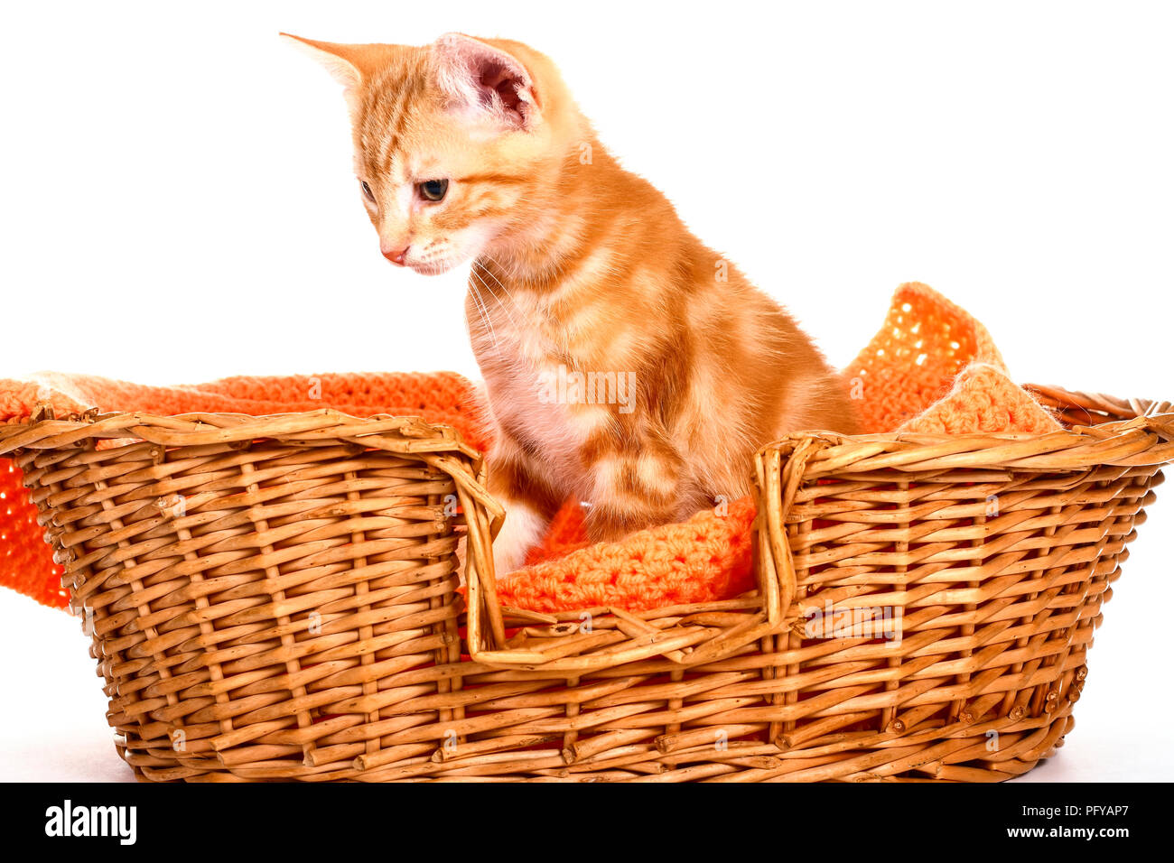 Ginger mackerel tabby kitten sitting in a wicker basket isolated on a