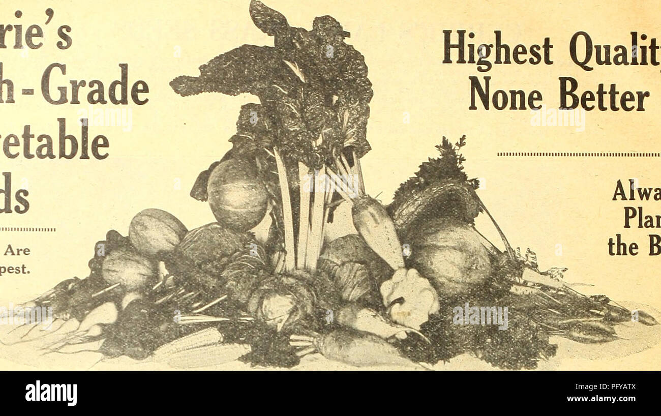. Currie's farm and garden annual : spring 1923 48th year. Flowers Seeds Catalogs; Bulbs (Plants) Seeds Catalogs; Vegetables Seeds Catalogs; Nurseries (Horticulture) Catalogs; Plants, Ornamental Catalogs; Gardening Equipment and supplies Catalogs. Currie's High - Grade Vegetable Seeds CURRIE BROTHERS COMPANY, MILWAUKEE, WIS. Highest Quality None Better iiiiiiiiiiiiiitiiiiiiiiiiiiiiiiiiiiiiiiiiiiiiiiiiiiiiiiiiiiiiiiiii iiiiiiiiiiiiiiiiiiiniiiiMiiiiiiiiiiiiiit The Best Are The Cheapest.. Always Plant the Best BROCCOLI. Allied to and closely resembling Cauliflower, but much more hardy. Sow the se Stock Photo