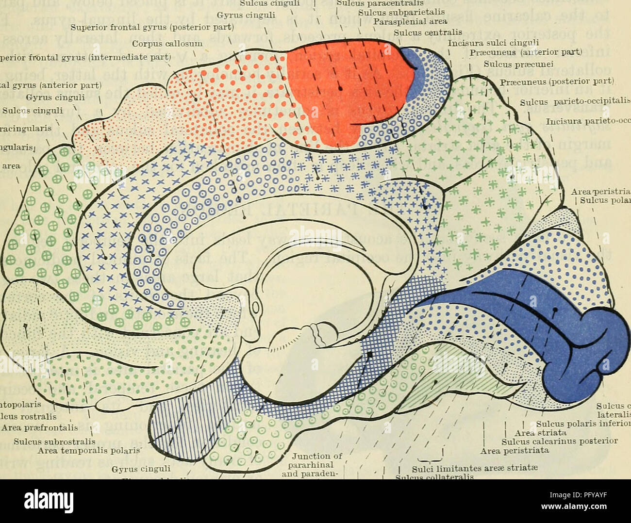 Cunningham's Text-book of anatomy. Anatomy. THE VISUAL AREAS AND  FIBRE-TBACTS. 661 make their appearance relatively early in development and  become very deep furrows. The inferior of these is placed upon the