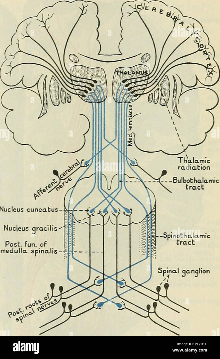 Cunningham S Text Book Of Anatomy Anatomy The White Mattee Of The Ceeebeal Hemispheees 651 The Fasciculus Occipito Frontalis Superior Is A Bundle Of Fibres Which Runs In A Sagittal Direction In Intimate Relation