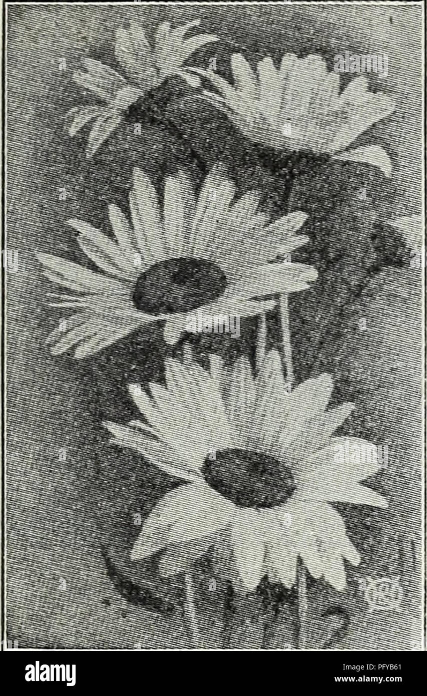 . Currie's farm and garden annual : spring 1930. Flowers Seeds Catalogs; Bulbs (Plants) Seeds Catalogs; Vegetables Seeds Catalogs; Nurseries (Horticulture) Catalogs; Plants, Ornamental Catalogs; Gardening Equipment and supplies Catalogs. 4 Currie's Seed Store, Milwaukee, Wisconsin &gt;. SHASTA DAISY producing large white flowers profusely throughout the summer Shasta Daisy THALICTRUM (Meadow Rue) Graceful plants with fine-cut foliage, blooming in June and July. Adiantifolium—The foliage re- sembles the maidenhair fern; flowers white. 2 feet. Aquilegifolium—Graceful foliage like the columbine;  Stock Photo