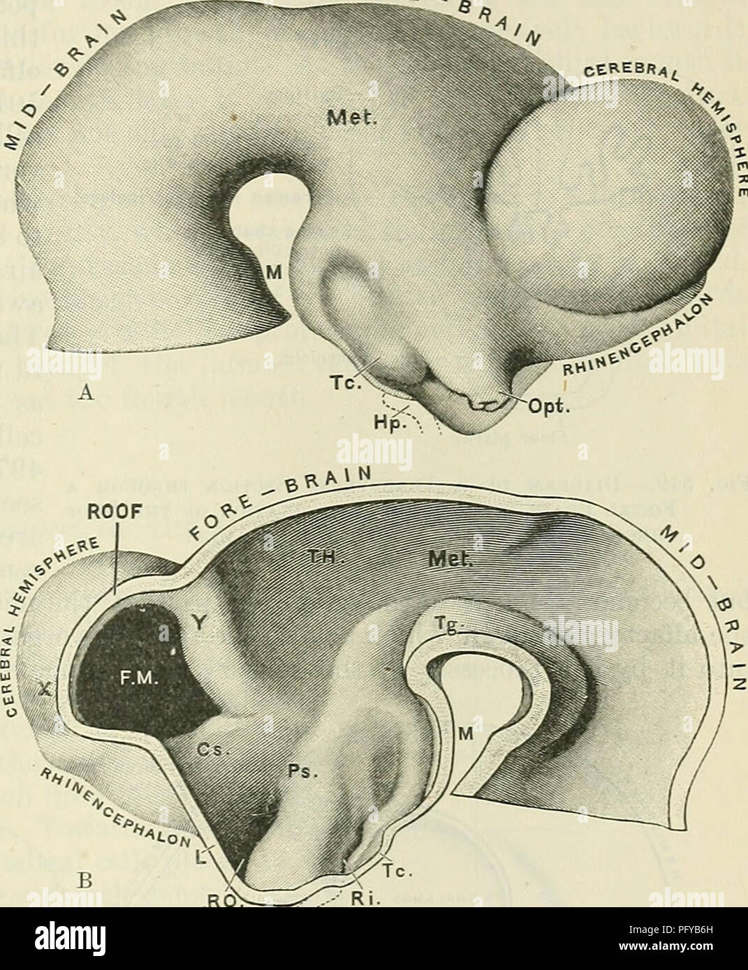 . Cunningham's Text-book of anatomy. Anatomy. CEEEBRAL HEMISPHERES. 621 FORE   the vicinity of the parts which he subjacent to the parietal tuberosities of the cranium. The massive rounded character of the anterior or frontal end of each cerebral hemisphere constitutes a leading human characteristic ; but the posterior or occipital end is narrow and pointed, and is directed somewhat downwards. The two cerebral hemispheres are separated from each other by a deep median cleft, termed the longitudinal fissure. The cerebral hemisphere is formed from a small area of the extreme anterior end of the  Stock Photo