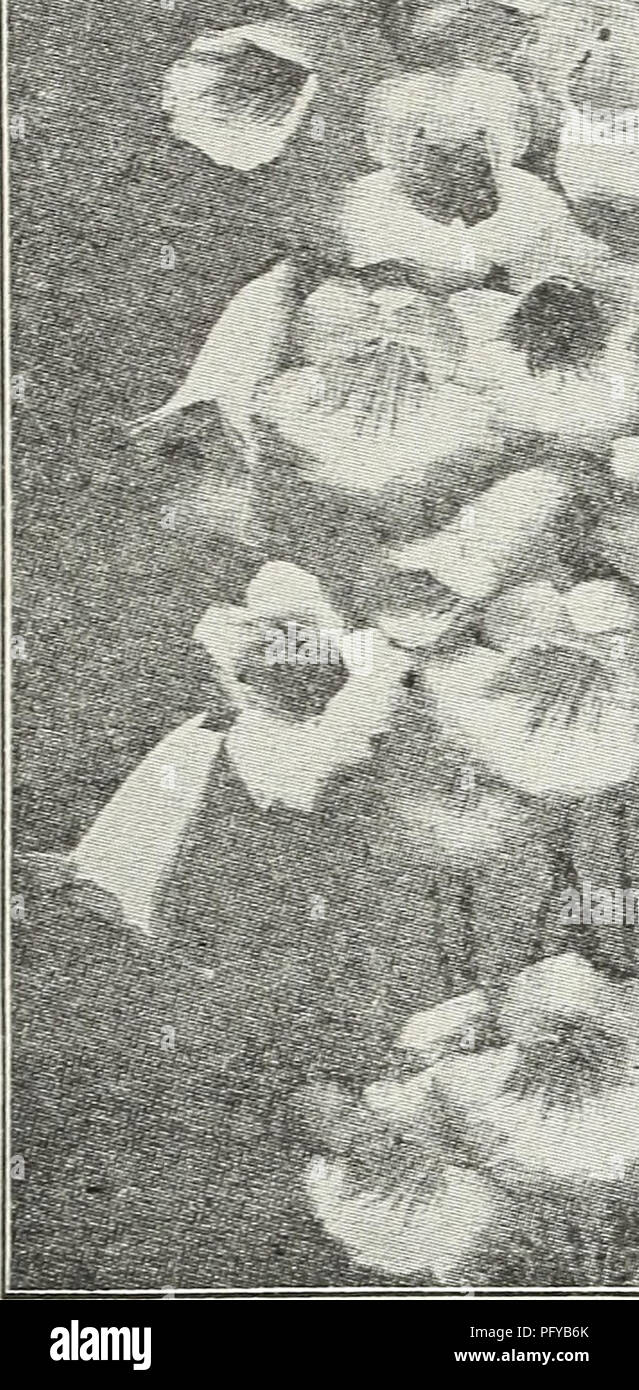 . Currie's farm and garden annual : spring 1930. Flowers Seeds Catalogs; Bulbs (Plants) Seeds Catalogs; Vegetables Seeds Catalogs; Nurseries (Horticulture) Catalogs; Plants, Ornamental Catalogs; Gardening Equipment and supplies Catalogs. *€ Currie's Seed Store, Milwaukee, Wisconsin J* -31. Pentstemon Sedum (Stone Crop) RANUNCULUS (Buttercup) Acris fl. pL—Double golden-yellow flowers. Repens, fl. pi.—A creeping variety with golden-yellow flowers. Price, each, 25c; per doz., $2.50. RUDEBECKIA (Cone Flowers) Fulgida—Orange yellow with black center. Golden Glow—Grows 6 feet high, bear- ing masses  Stock Photo
