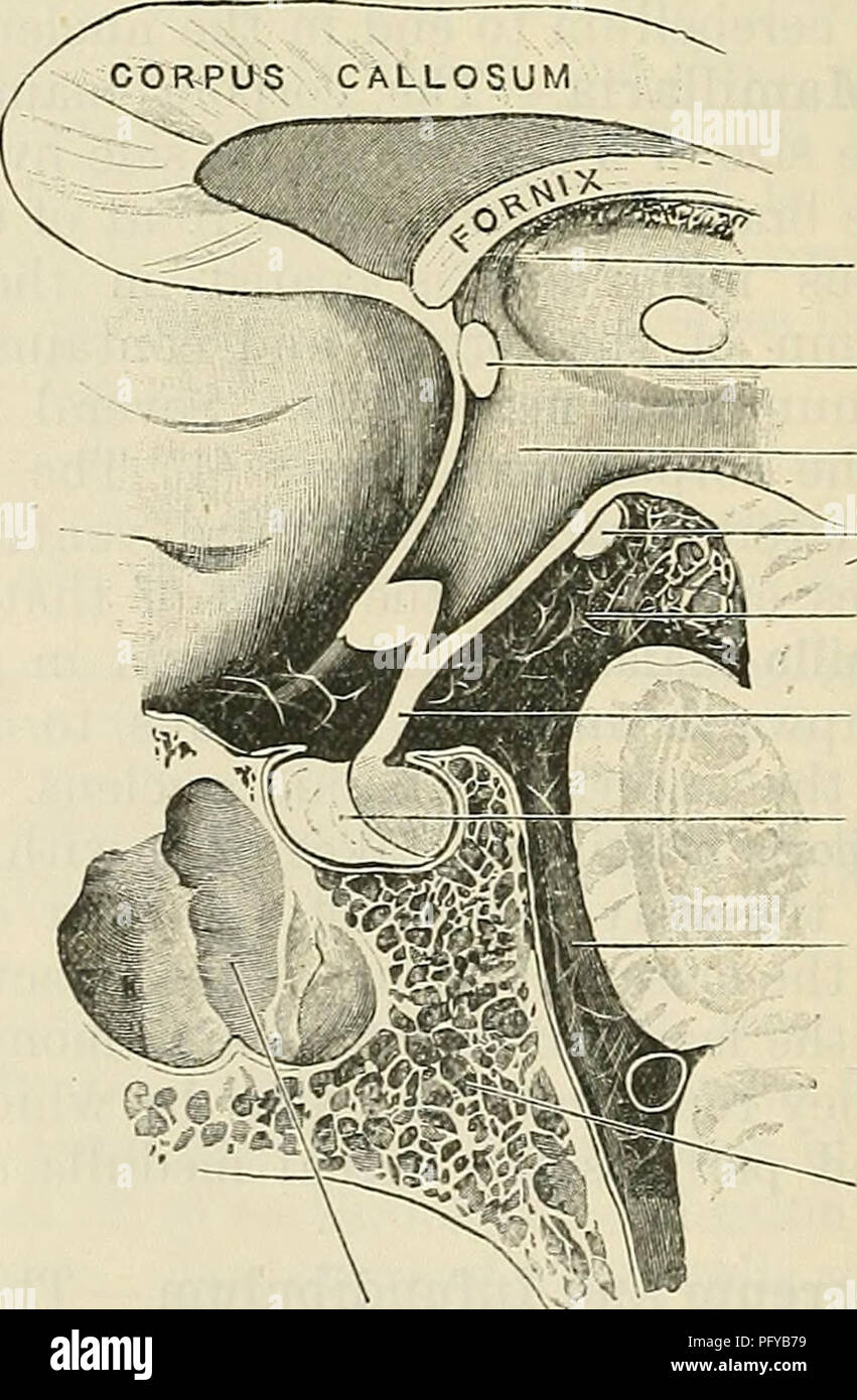 A detailed anatomical text describing the development of the human ...