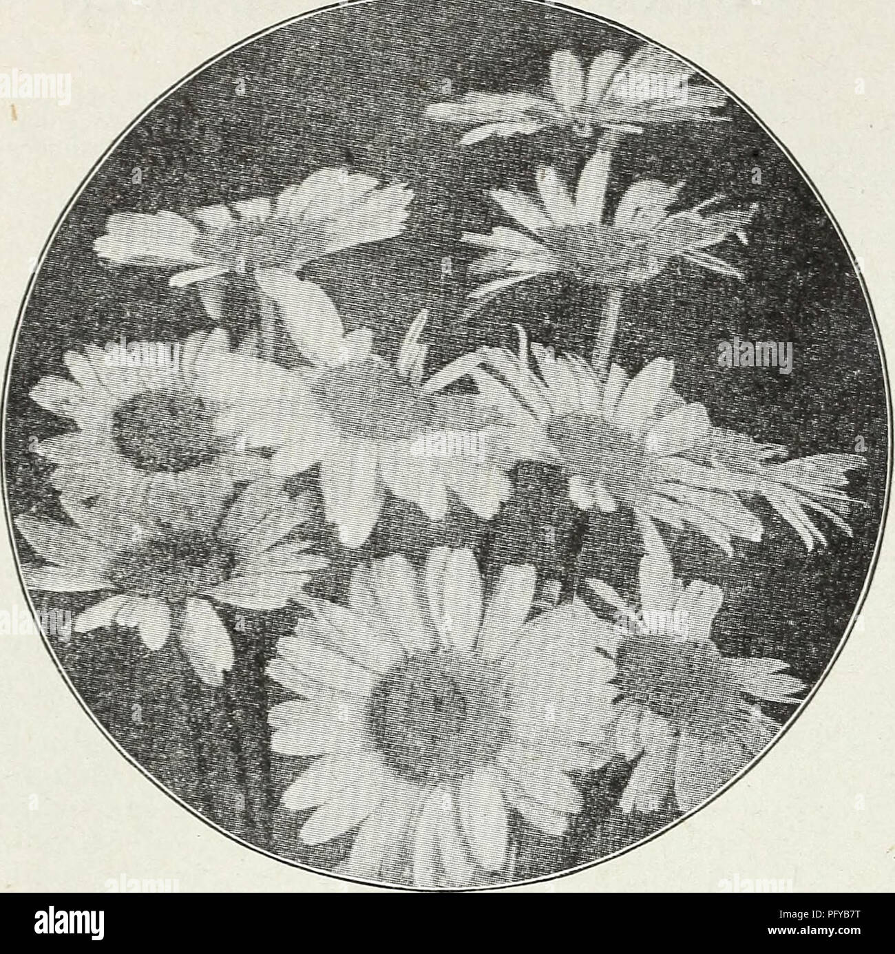 . Currie's farm and garden annual : spring 1930. Flowers Seeds Catalogs; Bulbs (Plants) Seeds Catalogs; Vegetables Seeds Catalogs; Nurseries (Horticulture) Catalogs; Plants, Ornamental Catalogs; Gardening Equipment and supplies Catalogs. Anthemis ANCHUSA ITALICA Dropmore Variety—An early and effective border plant, bearing an abundance of rich gentian blue flowers, 4 feet. Price, each, 25c; per doz., $2.50. ANEMONE JAPONICA (Japanese Windflower) Valuable for cut flowers, blooming in fall. Alice—Large rosy-pink, lavender center. Queen Charlotte—Semi-double pink. Pulsatilla—Fine cut foliage, flo Stock Photo