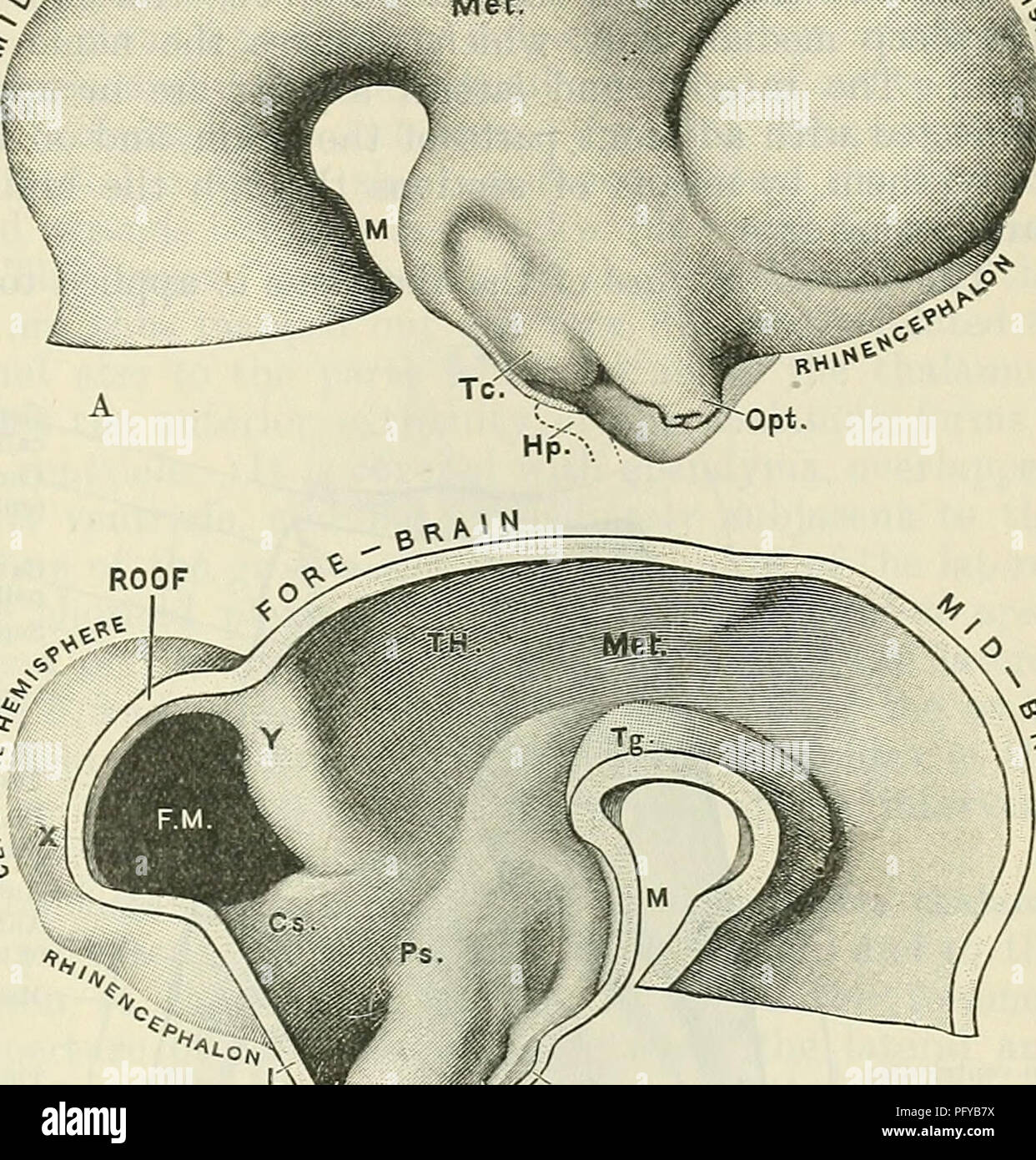 Optic vesicle hires stock photography and images Alamy