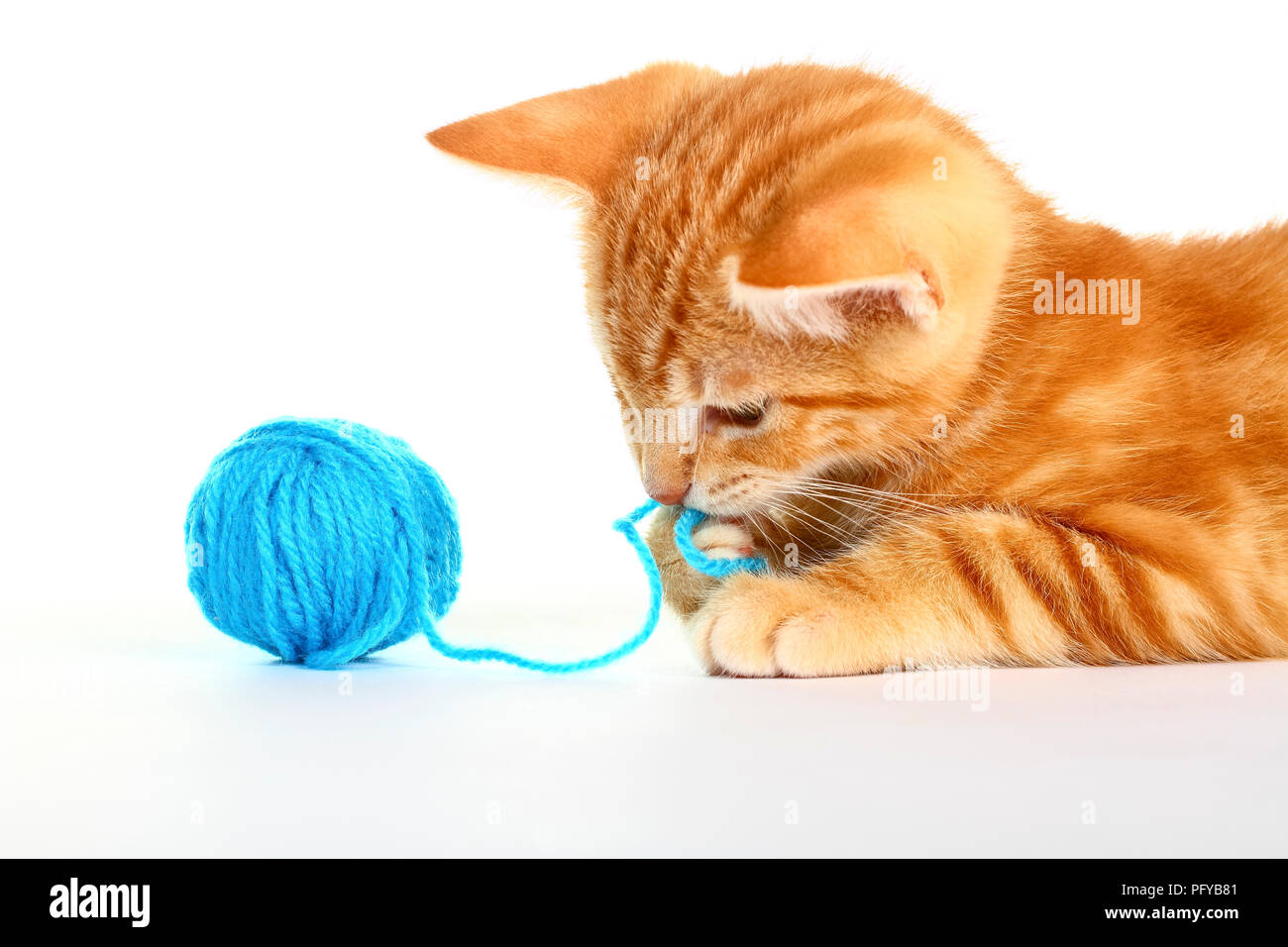 Blue mackerel tabby hires stock photography and images Alamy