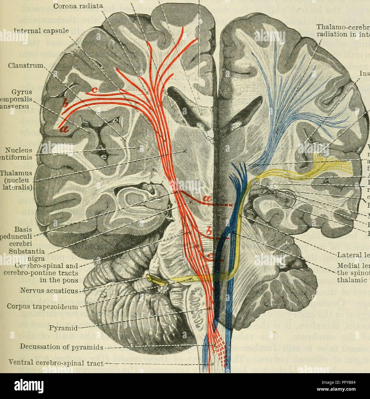Cunningham S Text Book Of Anatomy Anatomy The Deep Connexions Of The Ceeebeal Neeyes 607 Lemniscus It Is Important To Remember That The Strife Mechillares Are Not Always Visible In The Floor Of