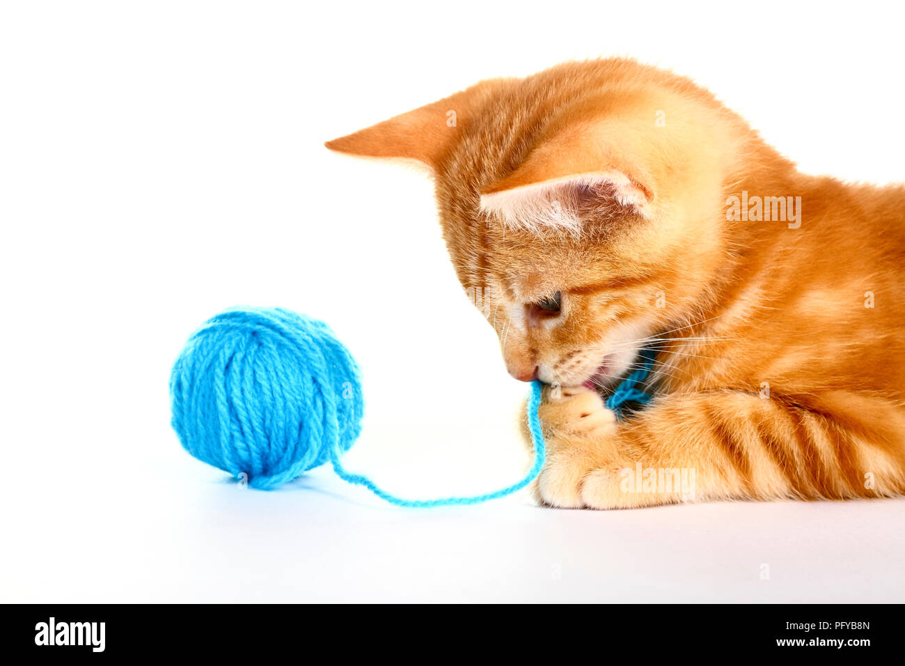 Ginger mackerel tabby kitten isolated on a white background playing