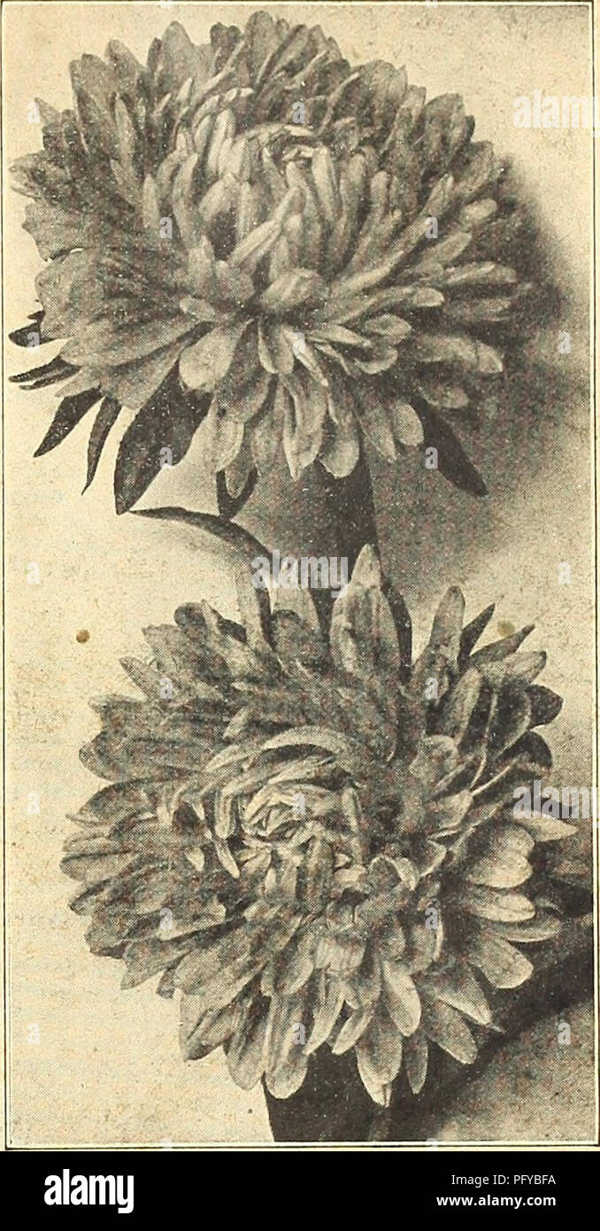 . Currie's farm and garden annual : spring 1921 46th year. Flowers Seeds Catalogs; Bulbs (Plants) Seeds Catalogs; Vegetables Seeds Catalogs; Nurseries (Horticulture) Catalogs; Plants, Ornamental Catalogs; Gardening Equipment and supplies Catalogs. ARISTOLOCHIA. Sipho (Dutchman's Pipe)—A rapid growing hardy climber, growing to a height of 30 feet, with large, heart-shaped foliage, flowers yellowish brown, mottled and curi- ously shaped. H. P. Pkt. Arabia Alpina. ARABIS. Pkt. Alpina—An early blooming plant, well suited for borders and rock work. Pure white flow- ers; height 6 inches. H. P... 5 A Stock Photo