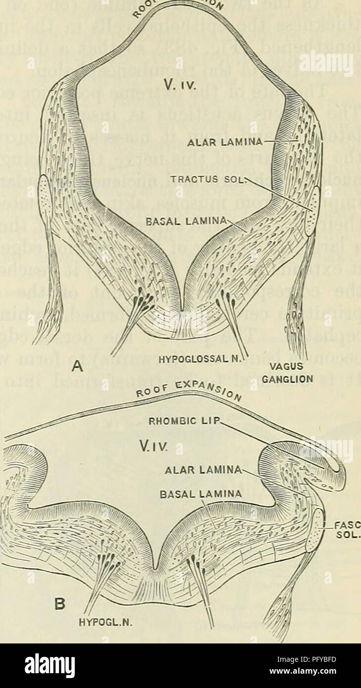 . Cunningham's Text-book of anatomy. Anatomy. INTEKNAL STEUCTUEE OF MEDULLA OBLONGATA AXD PONS. 553 exPAvs plexuses, which are situated at the three corners of the epithelial roof of the ventricle, oval or elliptical perforations develop in the roof at about the fifth month of foetal life. These are known as the apertura medialis ventriculi quarti (O.T. foramen of Magendie). which opens between the clavse on the posterior sur- face and the aperturae laterales upon the anterior (Eig. 527), behind the insertion of the glossopharyngeal nerve on each side. Through each of these lateral openings th Stock Photo