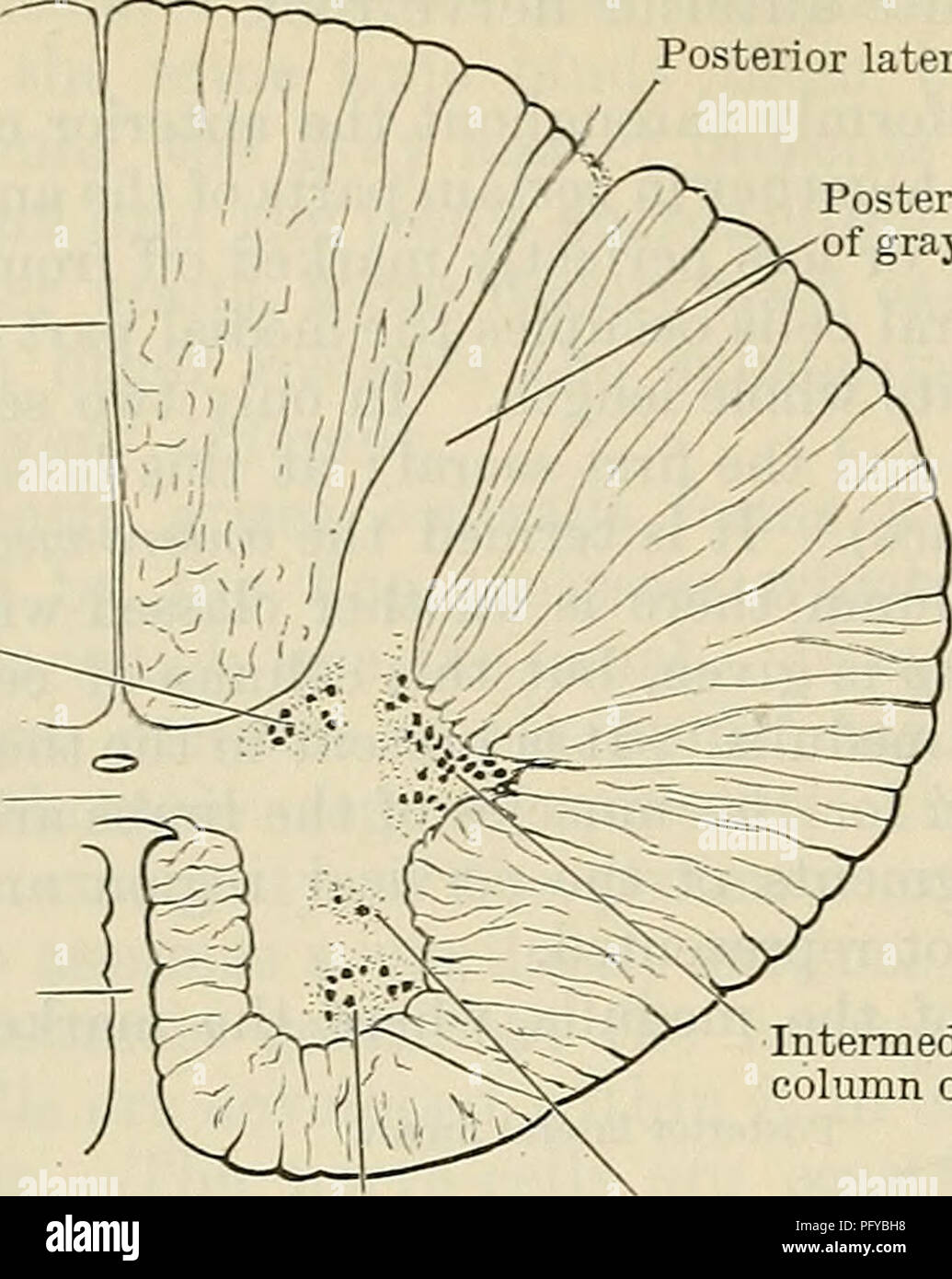 Dorsal Column Nuclei In Medulla