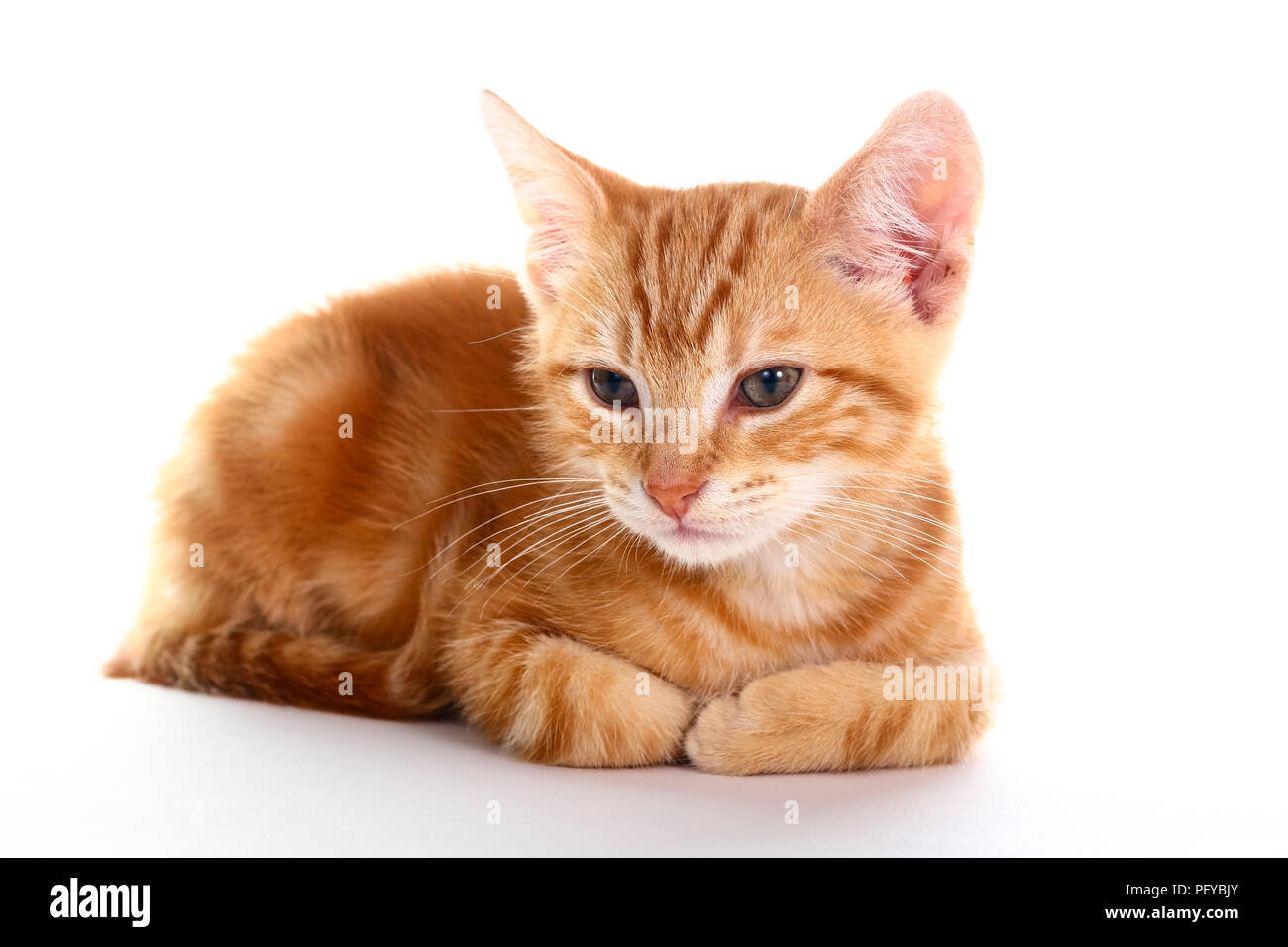 Ginger tabby kitten hi res stock photography and images Alamy