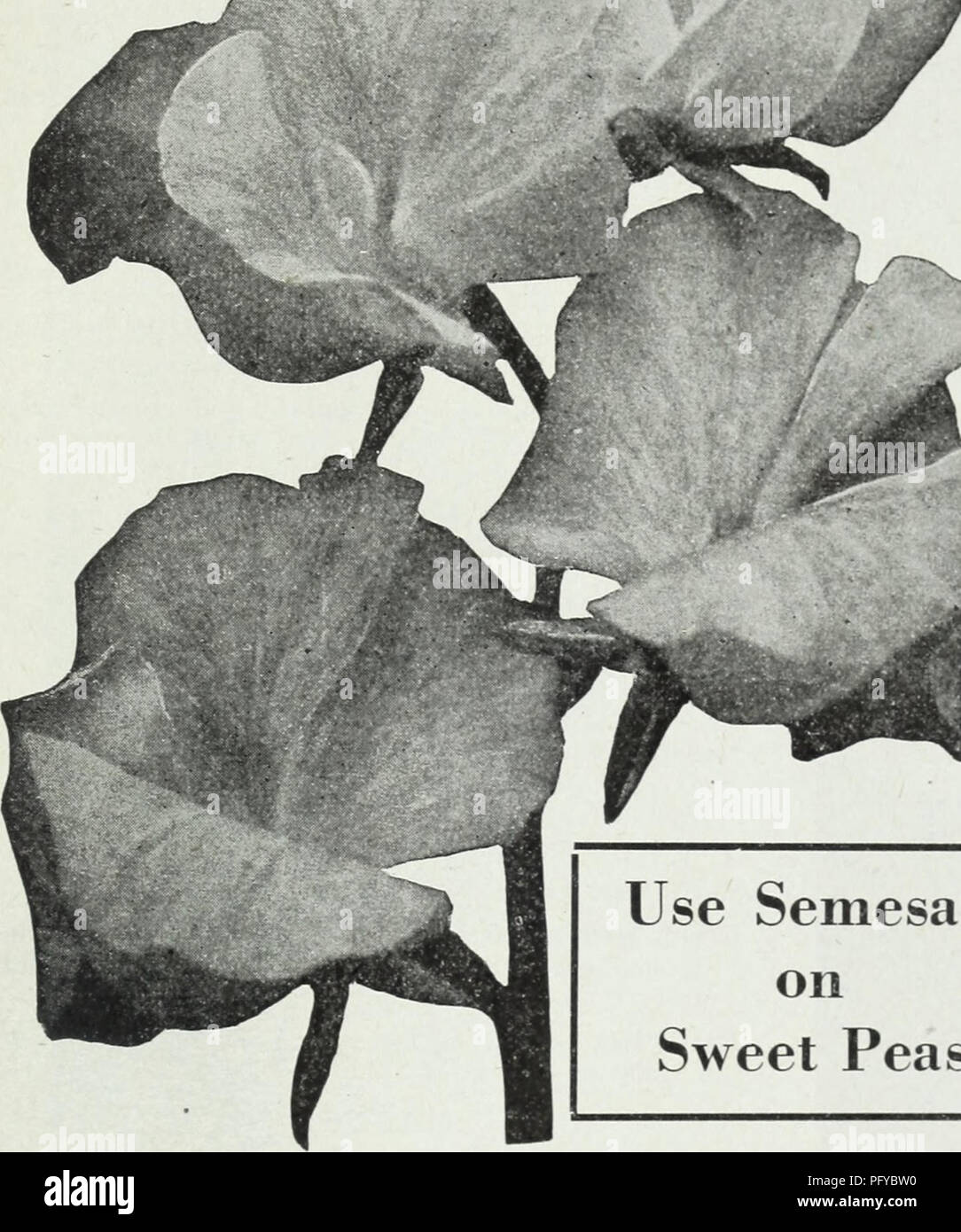 . Currie's farm and garden annual : spring 1930. Flowers Seeds Catalogs; Bulbs (Plants) Seeds Catalogs; Vegetables Seeds Catalogs; Nurseries (Horticulture) Catalogs; Plants, Ornamental Catalogs; Gardening Equipment and supplies Catalogs. / &gt; &gt; m Use Semesan on Sweet Peas SWEET PEAS Beautiful, Fragrant, Fashionable HOW TO GROW THEM Sweet Peas should be planted as early in spring as the ground can be worked. Rich loam with an abundance of well rotted manure is an ideal soil. A trench about 6 inches deep should be made, sowing the seed thinly in the bottom, and cover with an inch of soil, p Stock Photo