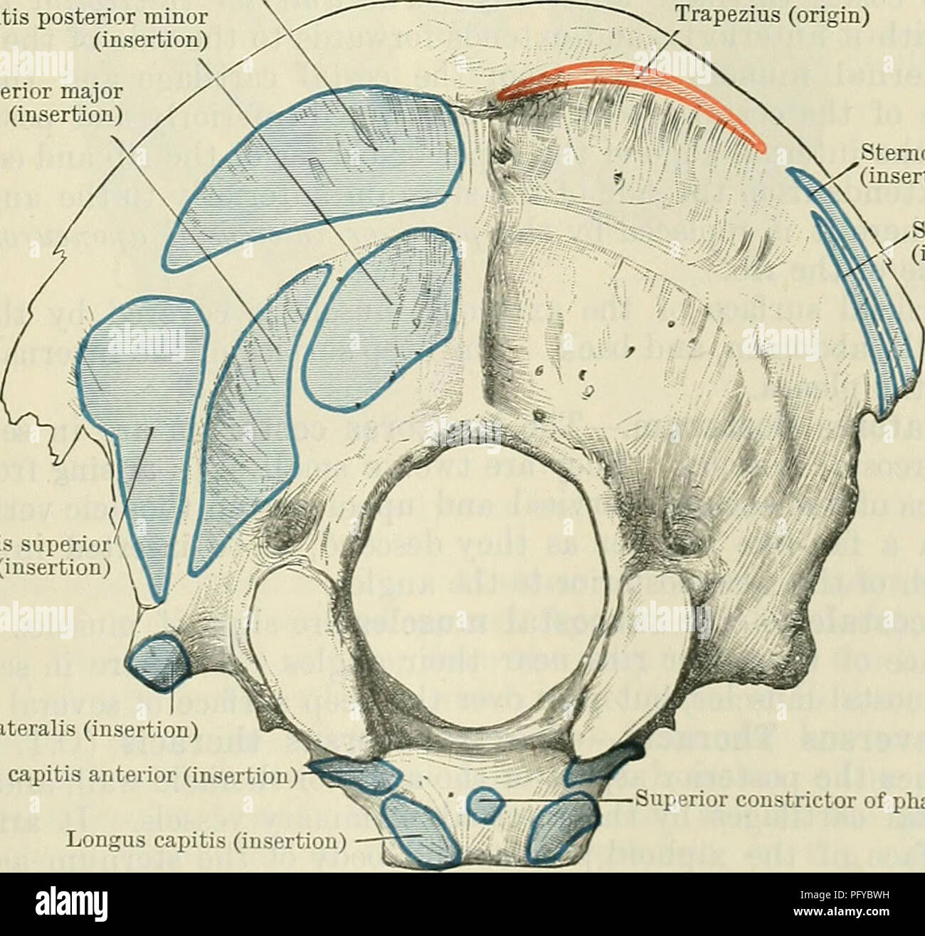 . Cunningham's Text-book of anatomy. Anatomy. CALENUS ANTERIOR —LONGUS CAPITIS Attached to anterior ^-tubercles of transverse processes —-LONGUS COLLI C LONGISSIMUS CAPITIS Attached to Semispinalis capitis articular^  , processes Semispinalis cervicis I MULTIFIDUS Fig. 416.—Scheme of Muscular Attachments to Cervical Vertebra. The vertical portion of the muscle arises from the bodies of the first three thoracic and the last three cervical vertebrae. Passing vertically upwards, it is inserted into the bodies of the second, third, and fourth cervical vertebrae. Semispinalis capitis (insertion) R Stock Photo