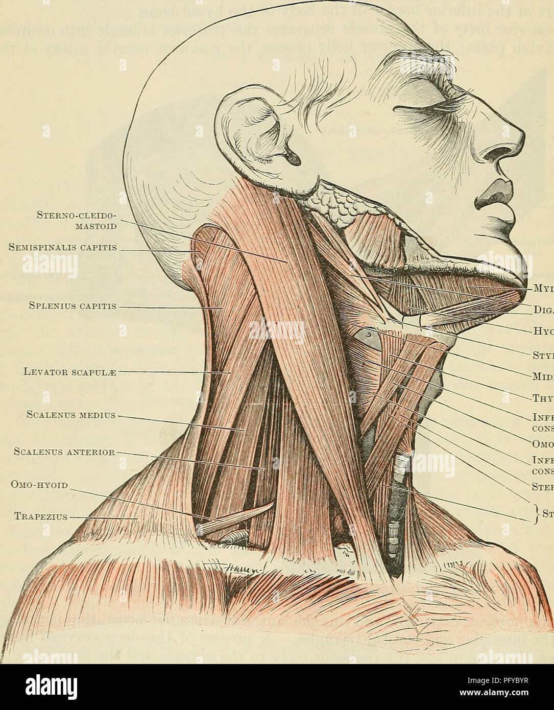 Tendinous Intersection Biology Diagrams