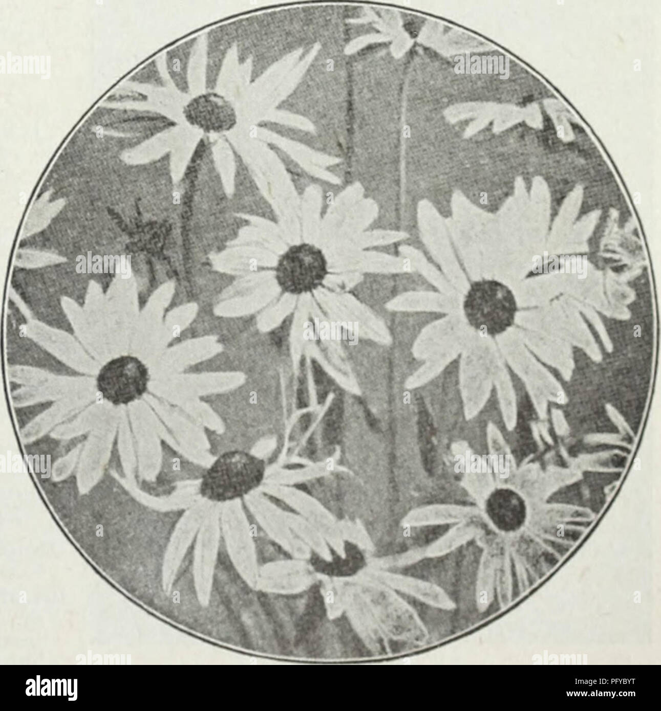 . Currie's farm and garden annual : spring 1930. Flowers Seeds Catalogs; Bulbs (Plants) Seeds Catalogs; Vegetables Seeds Catalogs; Nurseries (Horticulture) Catalogs; Plants, Ornamental Catalogs; Gardening Equipment and supplies Catalogs. RUDBECKIA (CONE FLOWER) Pkt. Bicolor Superba—Free-flowering annual, bearing bright yellow flowers with brown spots at the base, and brown disc SO. 10 Newmani—A showy hardy perennial with bright orange flowers and a black cone. .10 Purpurea—A hardy perennial bearing large, showy reddish-purple flowers with a large cone-shaped center 15 ROSES Pkt Little Midgets  Stock Photo