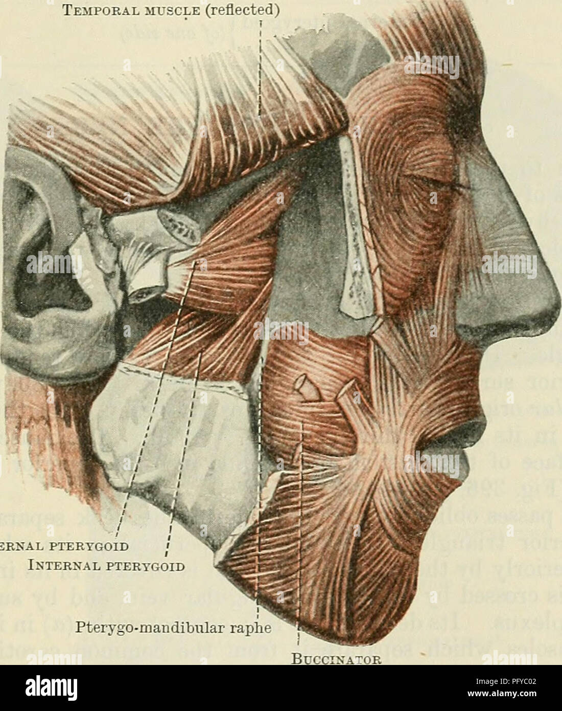 . Cunningham's Text-book of anatomy. Anatomy. MUSCLES OF MASTICATION. 457 fovea pterygoidea on the anterior aspect of the neck of the mandible (Figs. 403 and 404, p. 455), and (2) the articular disc and capsule of the mandibular articulation. This muscle is covered by the insertion of the temporal muscle and the coronoid process of the mandible, and is usually crossed by the internal maxillary artery. It conceals the mandibular branch of the trigeminal nerve, and the pterygoid origin of the internal pterygoid muscle. M. Pterygoideus Internus.—The internal pterygoid muscle, placed beneath the e Stock Photo