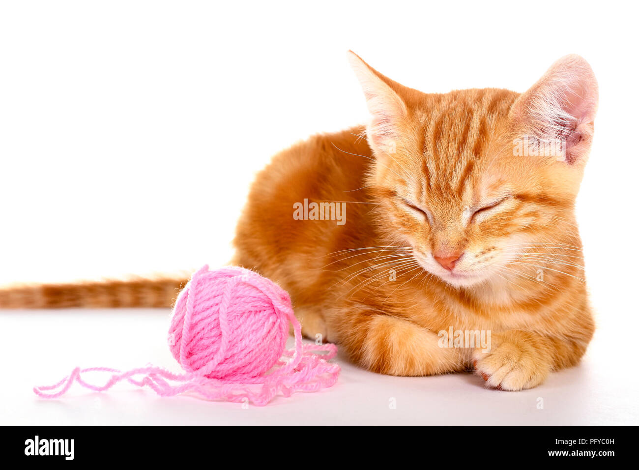 Ginger mackerel tabby kitten isolated on a white background playing