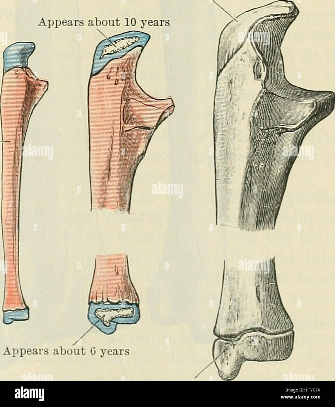 . Cunningham's Text-book of anatomy. Anatomy. THE ULNA. 213 posterior surface is subdivided by a faint longitudinal ridge, the bone between which and the interosseous crest furnishes origins for the abductor pollicis longus, extensor pollicis longus, and extensor indicis proprius muscles, in order proximo- distally. The surface of bone between the dorsal margin and the afore-mentioned longitudinal line is smooth and overlain by the extensor carpi ulnaris muscle, which does not arise from it. The distal extremity of the ulna presents a rounded head (capitulum ulnse), from which, on its medial a Stock Photo