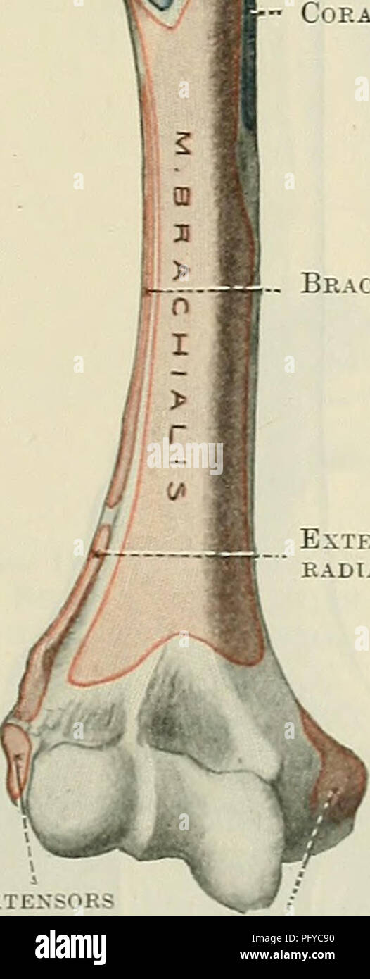 . Cunningham's Text-book of anatomy. Anatomy. ... Latissimus dop.si Pectoralis major Teres major Medial epicoxdylic ridge (medial margin) CORONOID FOSSA Medial epicoxdyle Trochlea. COEACOBRACHIALIS Brachioradialis Extexsor carpi radialis loxgus Extensors Pronator teres and flexors Fig. 194.—Aktebiob View of the Right Humerus. Fig. 195. —The Anterior Surfaces ob the Humerus with Muscular Attachments mapped out. articular edge of the groove opposite the smaller tubercle is usually notched for the attachment of the superior gleno-humeral ligament. The tuberculum majus (larger. Please note that th Stock Photo