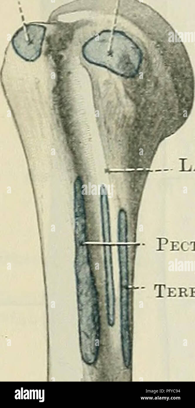 koronoid fossa mandibulası