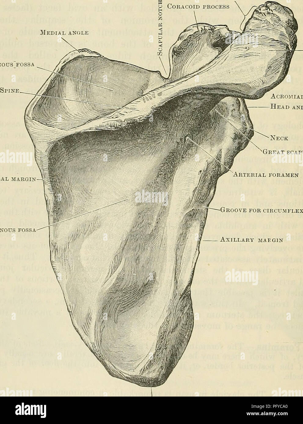 . Cunningham's Text-book of anatomy. Anatomy. Fig. 188.—Ossification of the Clavicle. The Scapula. The scapula, or shoulder blade, is of triangular shape and flattened form. It has two surfaces, costal or ventral, and dorsal. From the latter there springs a triangular process called the spine, which ends laterally in the acromion; Clavicular articular surface Medial angle SUPRA-SPIMOUS &quot;FOSSA Vertebral margin—I Arterial foramen. Acromial angle Head and glenoid cavity nGreat scapular notch Infra-spinous fossa Groove for circumflex scapular artery Axillary map.gin Inferior angle Fig. 189.—T Stock Photo