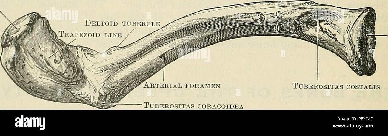 . Cunningham's Text-book of anatomy. Anatomy. Fig. 185. -The Upper Surface of the Right Clavicle with Muscle Attachments. Acromial articular SURFACE. Sternal articular SURFACE Arterial foramen •Tuberositas coracoidea Tuberositas costalis Fig. 186.—The Right Clavicle seen from below. where it is lipped superiorly to furnish an attachment for the clavicular fibres of the sterno-mastoid muscle ; behind and below this the sterno-hyoid and sterno-thyreoid muscles are attached to the bone. Laterally, the posterior border becomes more rounded, and is confluent with the posterior edge of the acromial  Stock Photo