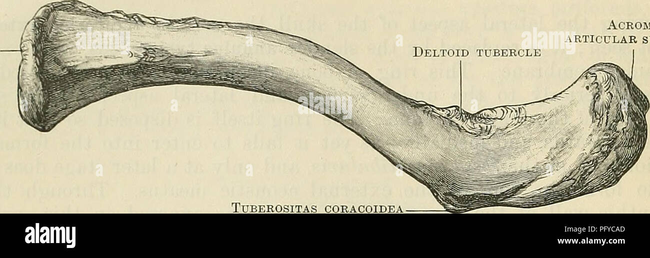 . Cunningham's Text-book of anatomy. Anatomy. 198 OSTEOLOGY. of fibro-cartilage which is interposed between it and the clavicular facet on the upper and lateral angle of the manubrium sterni. It is also supported by a small part of the medial end of the cartilage of the first rib. Its articular surface, usually broader from above downwards than from side to side, displays an antero-posterior convexity, whilst tending to be slightly concave in a vertical direction. The edge around the articular area, which serves for the attachment of the capsule of the Sternal articular SURFACE Acromial articu Stock Photo