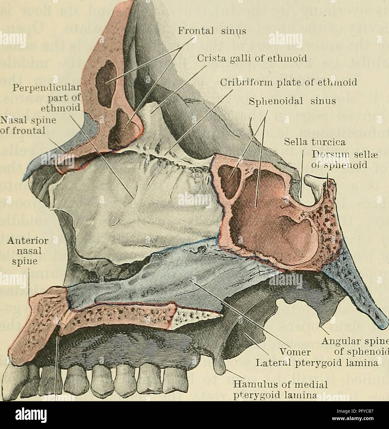 . Cunningham's Text-book of anatomy. Anatomy. 186 OSTEOLOGY. Perpeiii Frontal sinus / Crista galli of ethmoid Cribriform plate of ethmoid Sphenoidal sinus Sella turcica Dorsum sellre of sphenoid The sinus in the orbital process of the palate bone either communicates with the sphenoidal sinus, or else assists in closing in some of the posterior ethmoidal cells. Its communication with the nasal cavity is through one or other of these spaces. The maxillary sinus lies to the lateral side of the nasal cavity, occupying the body of the maxilla. Its walls, which are relatively thin, are directed upwa Stock Photo