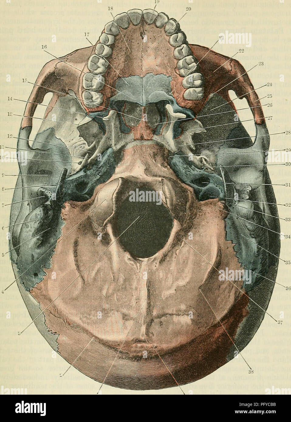 Черепные нервы череп. Нервы черепа. Язык анатомия человека череп.