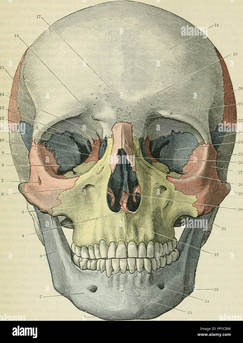 . Cunningham's Text-book of anatomy. Anatomy. THE FKONT OF THE SKULL. 161 this surface is separated from the lateral wall by the superior orbital fissure. Fig. 168.—The Front of the Skull. The uasal bones, lamina papyracea of the ethmoid, vomer, inferior concha?, zygomatic, and parietal bones are coloured red. The sphenoid, lacrimal, perpendicular part and middle concbae of the ethmoid, and inferior conchse are coloured blue. The maxillae are coloured yellow. The frontal and temporal bones are left uncoloured. 1. Mental protuberance. 14 2. Body of mandible. 15 3. Ramus of mandible. 16 4. Anter Stock Photo
