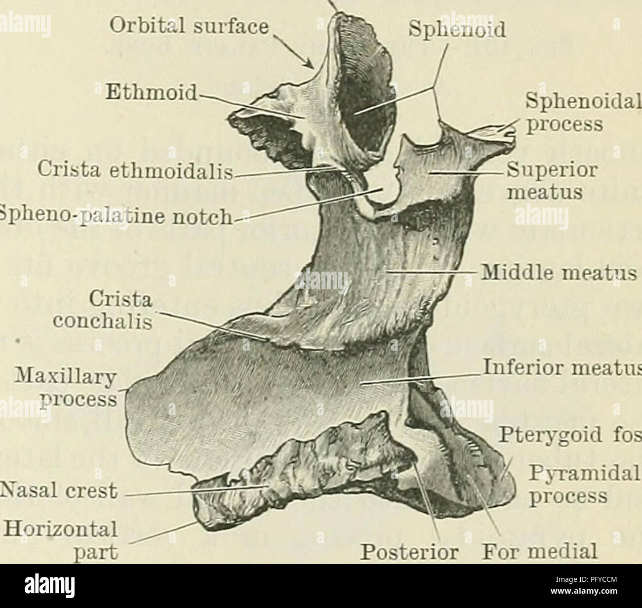 . Cunningham's Text-book of anatomy. Anatomy. Pterygo- palatine fossa Sphenoidal process ^g^; Spheno-palatine notch For medial pteiygoid lamina Pterygoid f For lateral pterygoid lamina&quot; Pyramidal - process Surface for attach. Surface Pterygopalatine sulcus of pterygoideus for maxilla internus Orbital process Orbital surface Ethmoid Sphenoid Crista ethmoidalis Spheno-palatine notch. Inferior meatus Pterygoid fossa, Pyramidal P^ process Posterior For medial nasal spine pterygoid lamina A Fig. 160.—Eight Palate Bone. A, As seen from the Lateral Side ; B, As viewed from the Medial Side. The p Stock Photo