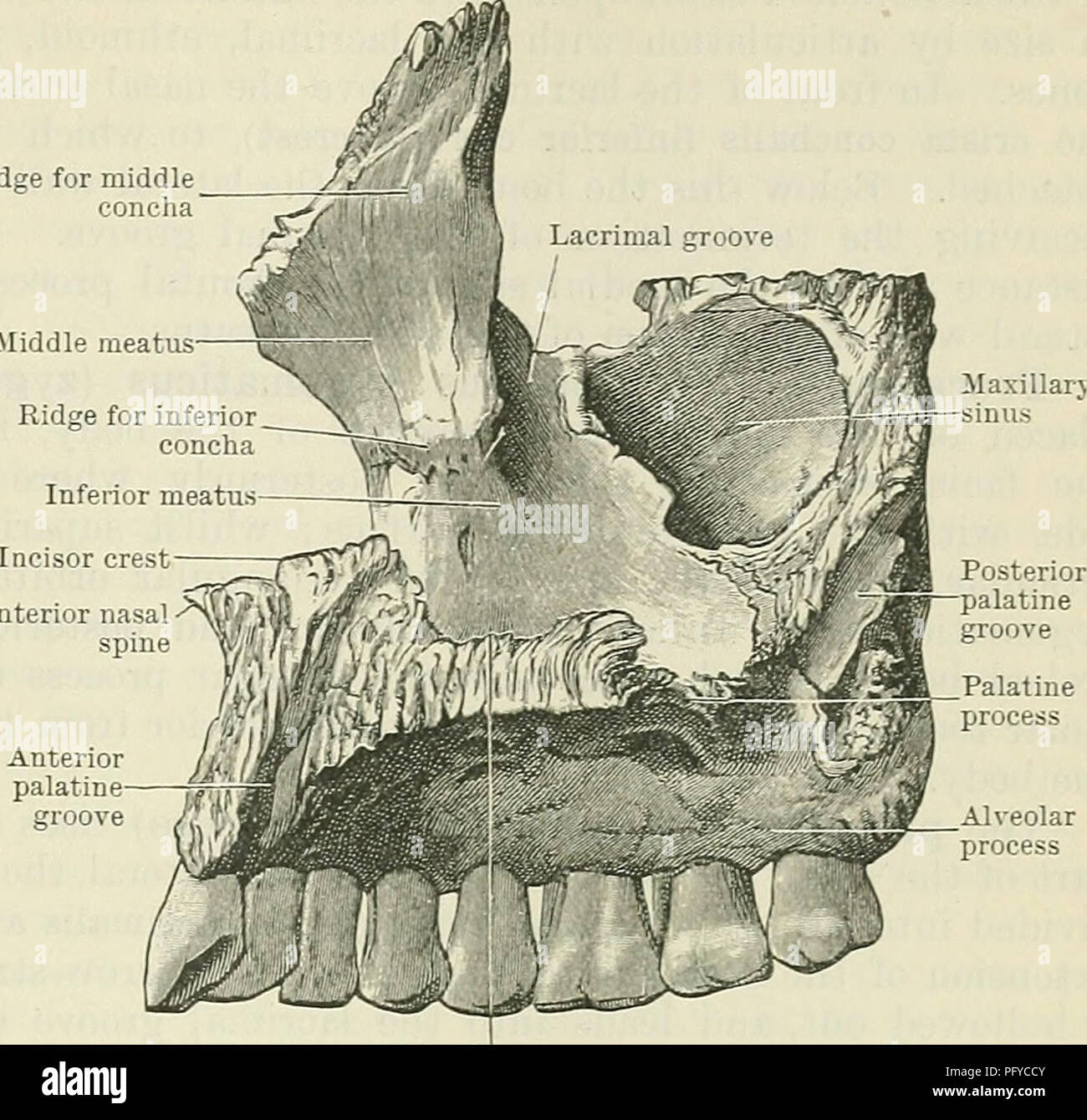 . Cunningham's Text-book of anatomy. Anatomy. THE MAXILLAEY BONES. 147 or postero - lateral surface is separated above from rounded free edge, which forms the anterior margin Ridge for middle concha Middle meatus Frontal process. Anterior nasal spine Palatine process Fig. 158.—The Right Maxilla (Medial Aspect). The infra - temporal the orbital aspect by a of the inferior orbital fissure in the articulated skull. Inferiorlyand an- teriorly it is separated from the anterior surface by the zygomatic process and its free lower border. Medially it is limited by a sharp, irregular margin with which  Stock Photo