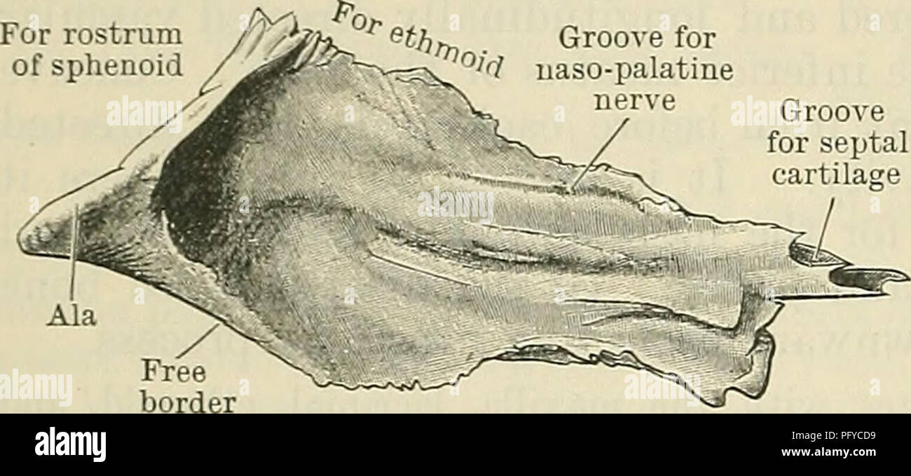 . Cunningham's Text-book of anatomy. Anatomy. 144 OSTEOLOGY. cellular above ; it closes in some of the anterior ethmoidal cells and helps to complete the infundibulum. Where it is smoother it forms a part of the lateral wall of the middle meatus of the nose immediately behind the frontal process of the maxilla, and above the inferior concha. The superior border articulates with the orbital part of the frontal; the anterior edge with the posterior border of the frontal process of the maxilla, with which it completes the lacrimal groove for the lodgment of the lacrimal sac. The inferior margin a Stock Photo