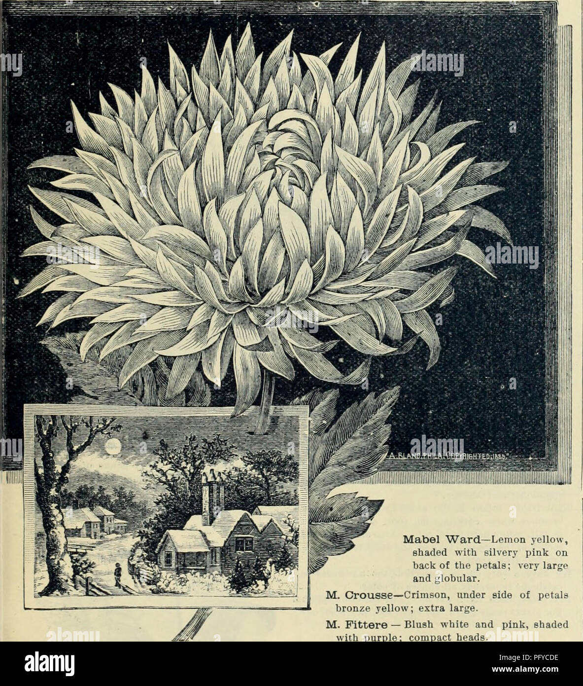 . Currie Bros.' horticultural guide : spring 1888. Nursery stock Wisconsin Catalogs; Flowers Seeds Catalogs; Bulbs (Plants) Seeds Catalogs; Vegetables Seeds Catalogs; Plants, Ornamental Catalogs; Gardening Equipment and supplies Catalogs. Qjrrii^ Bros/ j^ortiealtural C|ijide. COCOLOBA PLATYCALDA. A peculiar flat-stemmed plant, resembling a Fern; well adapted for ferneries: each 15 COLEUS. Sometimes better known as &quot; Foliage Plants,&quot; are now acknowledged to be second to none for the decoration of our lawns, their gorgeous foliage of every conceivable color producing a very pleasing ef Stock Photo