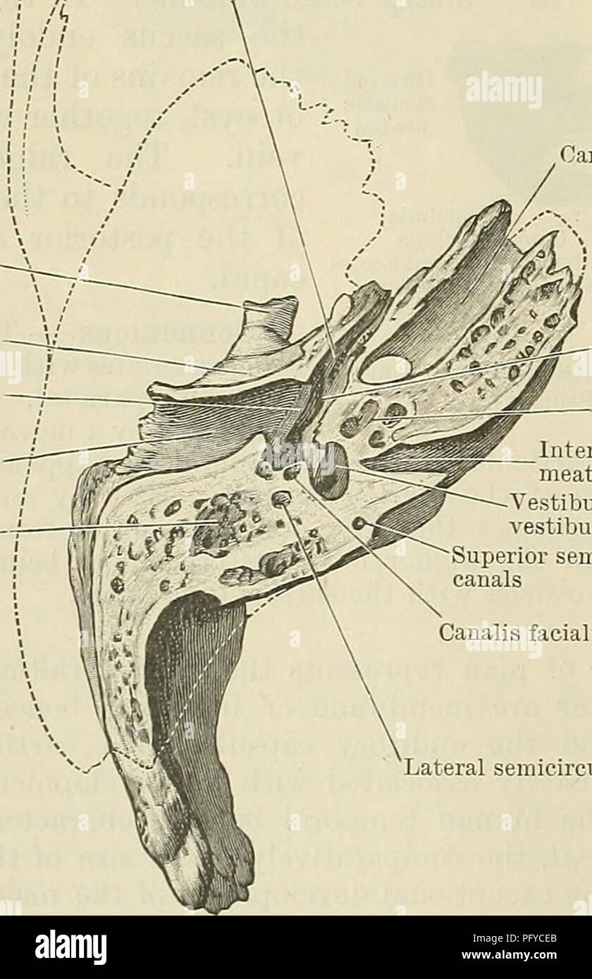 . Cunningham's Text-book of anatomy. Anatomy. Opening leading into tympanic antrum Canalis facialis Canalis stapedii Tympanum External acoustic meatus Fig, 141.—Vertical Transverse Section through the Left Temporal Bone (Posterior Half of Section). A*? Osseous part of tlie auditory tube Styloid process broken off Mandibular fossa Groove for membrana tympani External acoustic meatus Mastoid air-cells. Fig. 142. in the base of the petrous part, and envelop the posterior and lateral semi- circular canals. It is by ex- tension from this part that the mastoid process is ulti- mately developed. The  Stock Photo