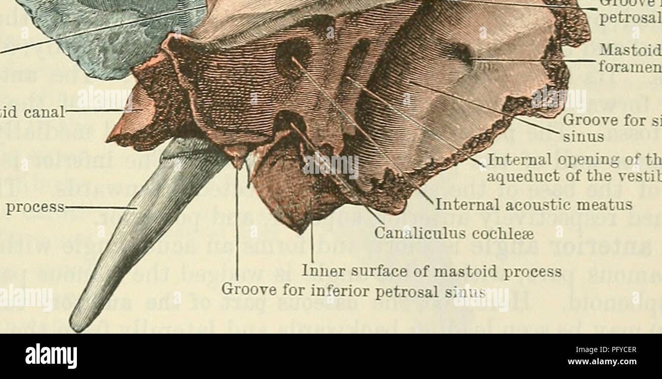 . Cunningham's Text-book of anatomy. Anatomy. THE TEMPORAL BONES. 127 bevelled at the expense of its inner table, except in front, where the margin is thick and stout. Here it articulates with the great wing of the sphenoid, its union with that bone extending to near the anterior part of the summit of the curve, behind which it is united to the parietal, overlapping the squamous border of that bone: posteriorly the free margin of the squamous part ends at an angle formed between it and the mastoid process called the incisura parietalis. Pars Tympanica.âThe tympanic part of the temporal bone fo Stock Photo