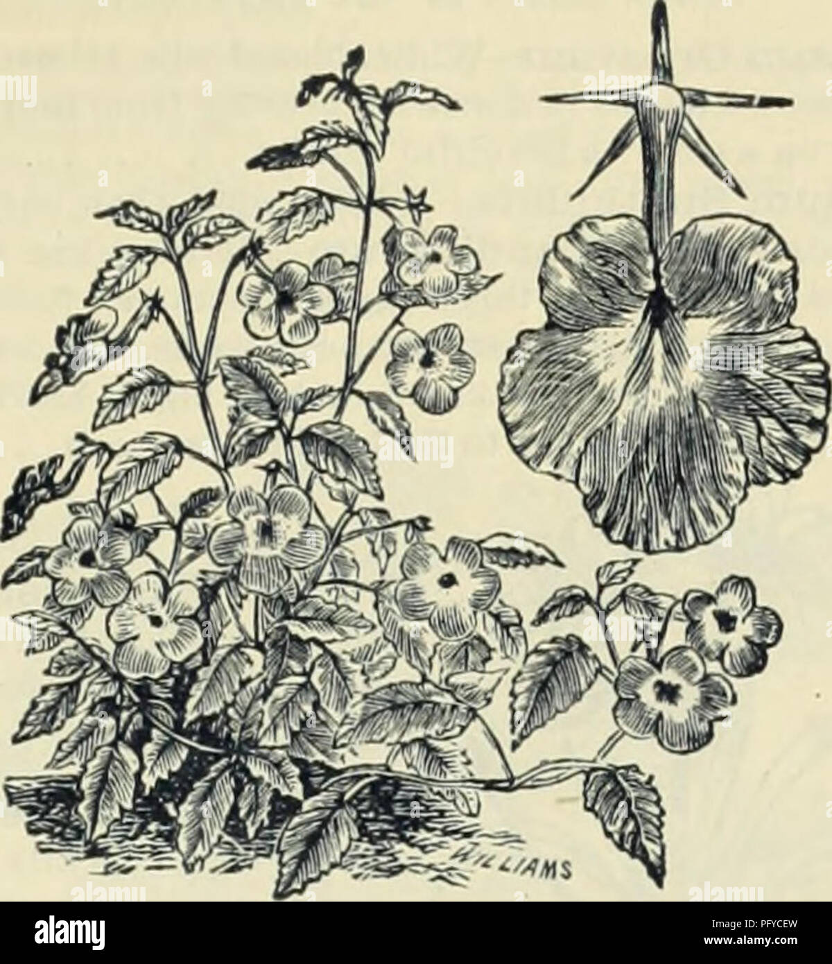 . Currie Bros.' horticultural guide : spring 1888. Nursery stock Wisconsin Catalogs; Flowers Seeds Catalogs; Bulbs (Plants) Seeds Catalogs; Vegetables Seeds Catalogs; Plants, Ornamental Catalogs; Gardening Equipment and supplies Catalogs. ACHIMENES. Cristata—A charming plant for summer bloom- ing in the conservatory or house; flowers pendu- lous, of a rich shade of blue; each 15 AGAVE AMERICANA. The well known century plant; very ornamental, especially the variegated varieties; each, 125c to 1.00 AGAPANTHUS. This interesting iilant should be in every collection. It requires very little attenti Stock Photo