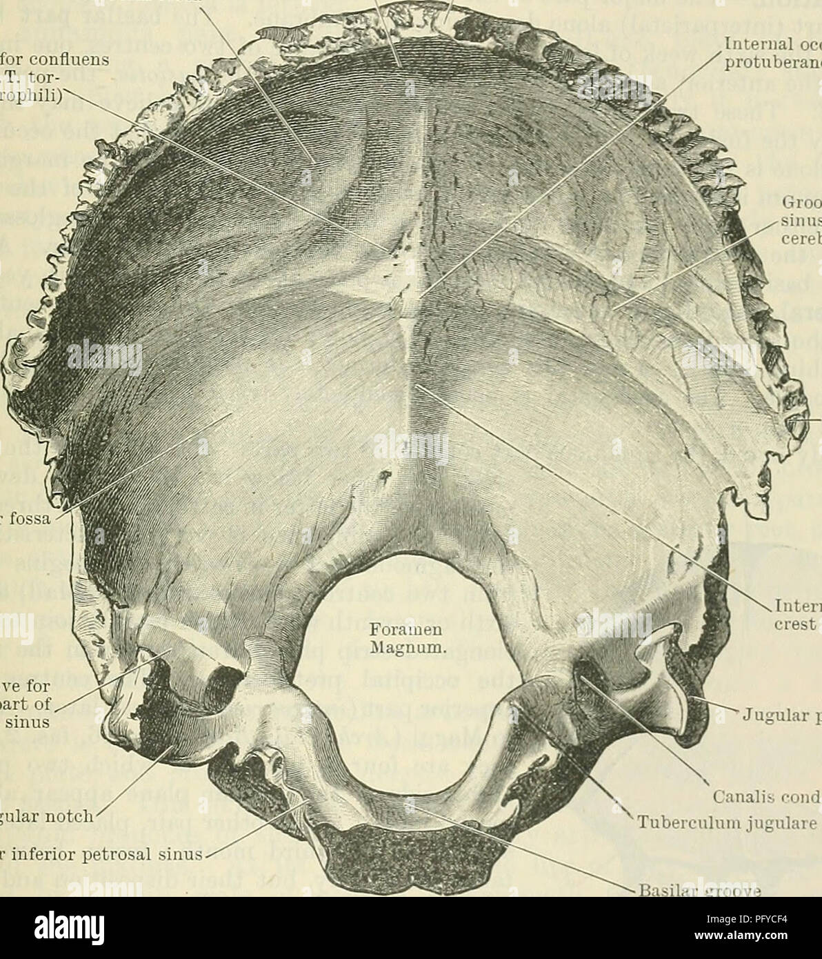 . Cunningham's Text-book of anatomy. Anatomy. THE OCCIPITAL BONE. 123 rectus capitis lateralis muscle. The superior aspect of the lateral part displays on either side of the foramen magnum an elevated surface of oval form, the tuberculum jugulare; this corresponds to the part of the bone which bridges over the canal lor the hypoglossal nerve. Its upper surface in many instances displays an oblique groove running across it; in this are lodged the glossopharyngeal, vagus and accessory nerves. The jugular process is deeply grooved superiorly for the lower part ol the transverse blood sinus, or si Stock Photo