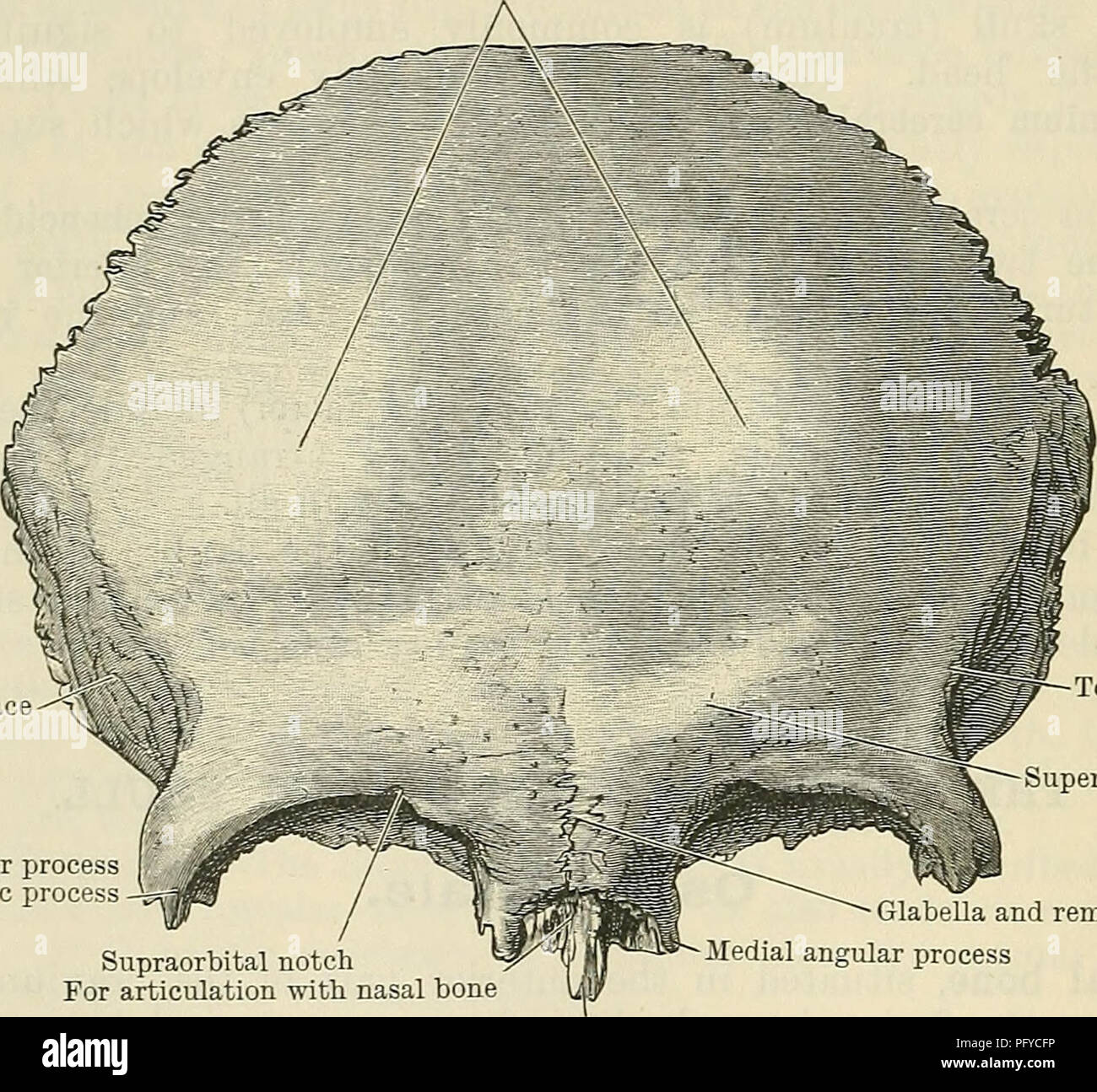 . Cunningham's Text-book of anatomy. Anatomy. 116 OSTEOLOGY. it is crossed by a groove, often (25 per cent, Krause) converted into a foramen—the supraorbital notchor foramen. Through this there pass the supraorbital nerve and artery. Sometimes (16 per cent, Loja) a series of grooves, radiating upwards and laterally, indicate the course of the nerve (Dixon). Above the supraorbital margin the character of the bone displays marked differences in the two sexes : in the male, above the interval between the two medial angular processes, there is usually a well-marked prominence, called the glabella; Stock Photo