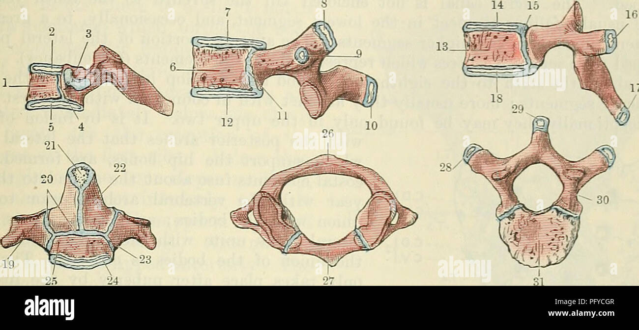 . Cunningham's Text-book of anatomy. Anatomy. OSSIFICATION OF THE VEKTEBILE. 105 nucleus (Quain). The transverse processes are completed by epiphyses about the eight- eenth year (*awcett). The anterior arch is developed from centres variously described as single or double, which appear in one of the hypochordal arches of cartilage described by *ronep (Arch. f. Anat. u. Physiol, Anat. Abth. 1886) which here persists. In this cartilage ossification commences during the first vear of life. Union with the lateral masses is delayed till six or eight years after birth. The lateral extremities of the Stock Photo