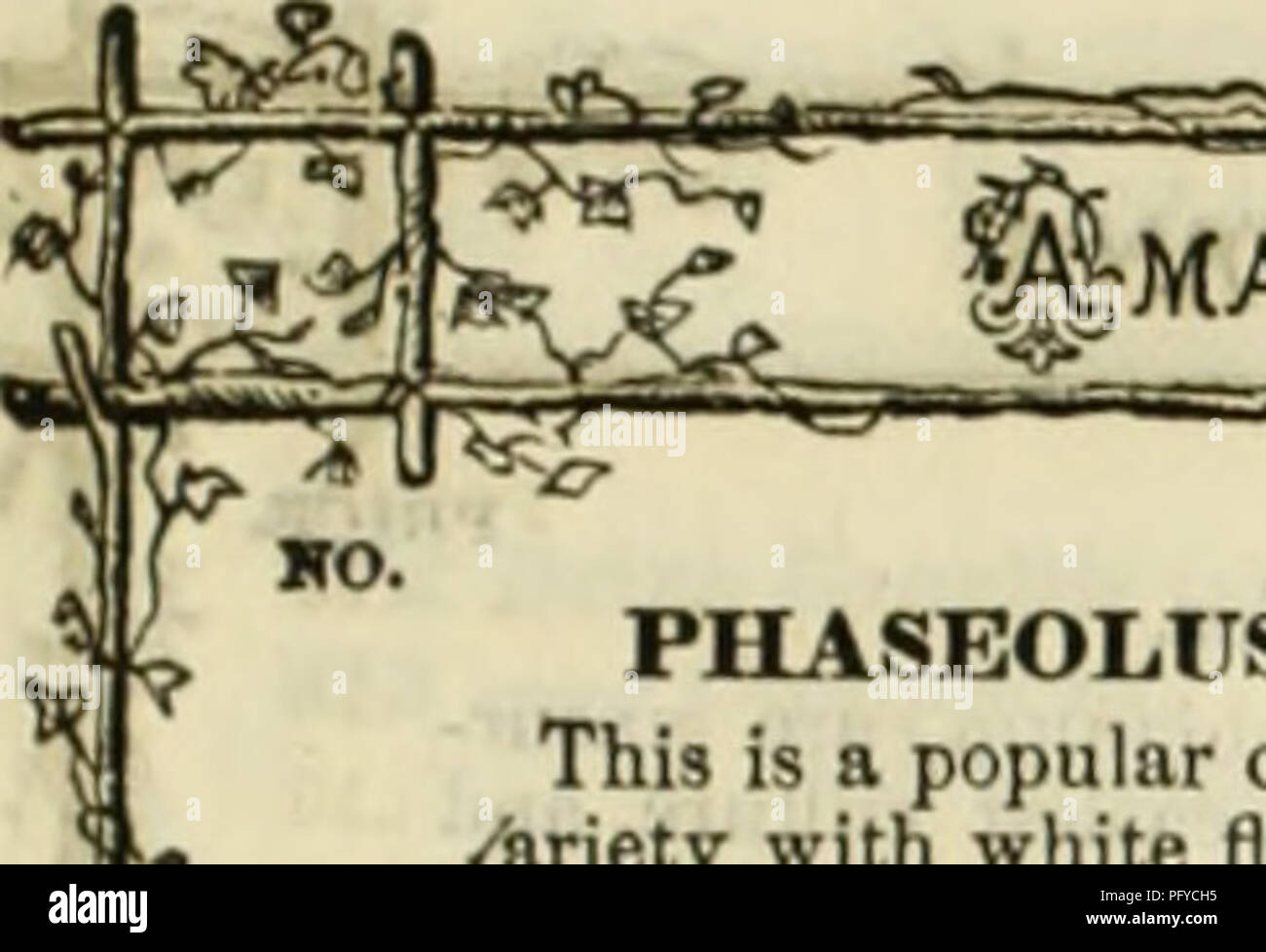 . Curtis, Cobb &amp; Washburn's amateur cultivator's guide to the flower and kitchen garden for 1878. Nursery stock Massachusetts Catalogs; Flowers Seeds Catalogs; Kitchen gardens Catalogs. MATEUK CULTIVATOR'S §UIDE. I PBICK. PHASEOLUS (ScAULET-RuNSEH Brans). Nat. Ord., Leguminoaa. This is a popular climbing nniiunl, with spikes of showy scarlet flowers, and a /ariety with white flowers. They are extensively grown to cover arbors, walla, oj to form screens, for which purpose they are admirably adapted on account of their vigorous and rapid growth. Hardy annuals. 841 Fhaseolus Coccinea. Brillia Stock Photo