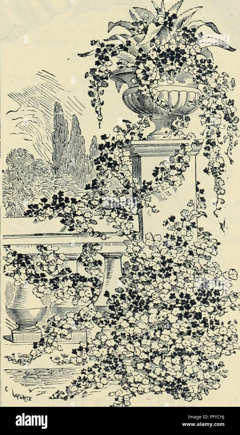 . Currie Bros.' horticultural guide : spring 1888. Nursery stock Wisconsin Catalogs; Flowers Seeds Catalogs; Bulbs (Plants) Seeds Catalogs; Vegetables Seeds Catalogs; Plants, Ornamental Catalogs; Gardening Equipment and supplies Catalogs. MYOSOTIS-Forget-Me-Not. All the varieties of this popular plant are very beau- tiful; they succeed well in damp and shady places. Hardy perennials. Alpestris Nana Alba—Very dwarf; white, hi foot 10 Azorlca—Blue, shaded purple; I foot 10 Dlssitiflora—Clear blue; flowers very early, and continues long in bloom ; X foot 15 Dlssitiflora Alba—(For description see  Stock Photo