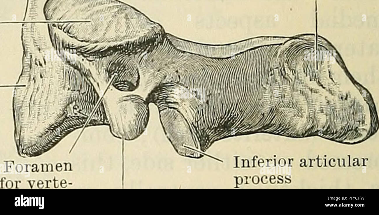 . Cunningham's Text-book of anatomy. Anatomy. Articular surface for  anterior arch of atlas Superior articular — process t;, ft Groove for .transverse ligament of the atlas Spine Body- Foramen for vertebral artery Inferior articular process. Inferior articular process bral artery Transverse process B Fig. 109.—Epistropheus (O.T. Axis), (A) from behind and above, (B) from the left side. The anterior surface of the body has a raised triangular surface, which ends superiorly in a ridge passing upwards to the neck of the dens. The roots of the vertebral arches are concealed above by the superior a Stock Photo