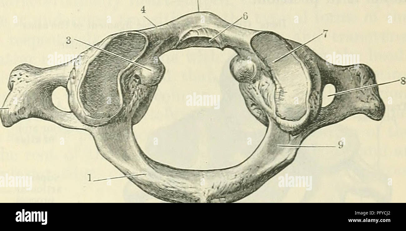 . Cunningham's Text-book of anatomy. Anatomy. CEKVICAL VERTEBE.E. 91. of the vertebral arches and the laminae join. These cylinders are sliced away obliquely above and below, so that the superior articular facets, more or less circular in form, are directed upwards and backwards, whilst the corresponding inferior surfaces are turned downwards and forwards. The Atlas or First Cervical Vertebra.—This bone may be readily recognised by the absence of the body and spinous process. It consists of two lateral masses, which support the articular and transverse processes. The lateral masses are them- s Stock Photo