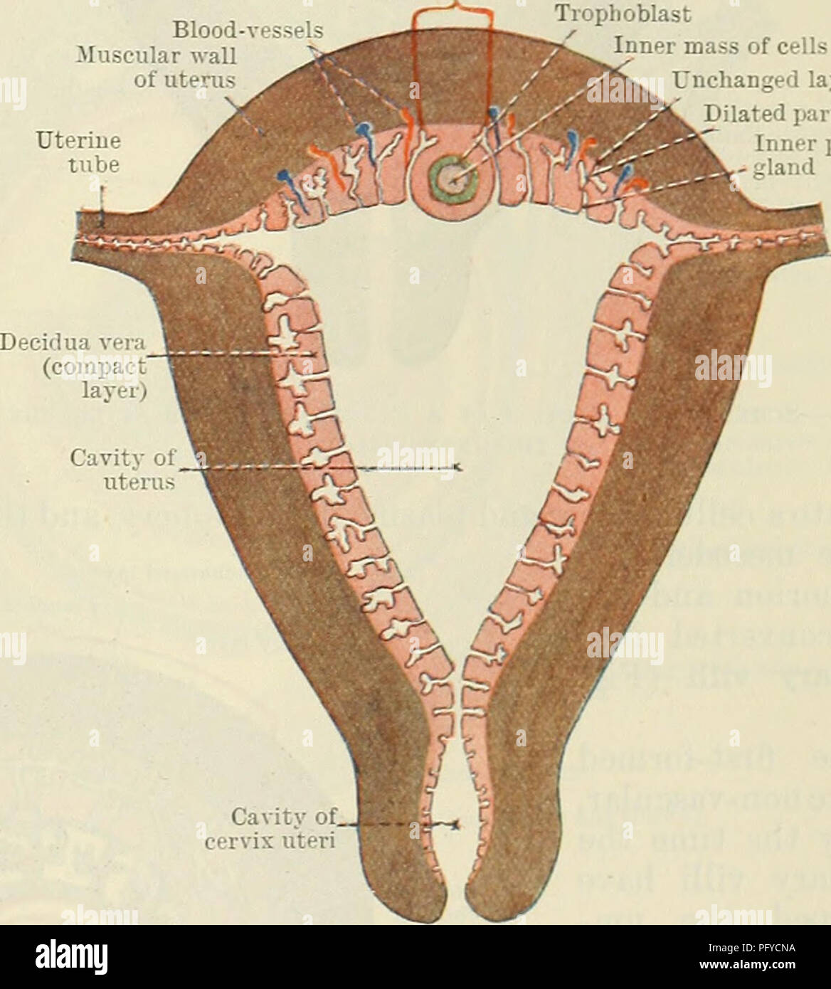 Endometrial Anatomy