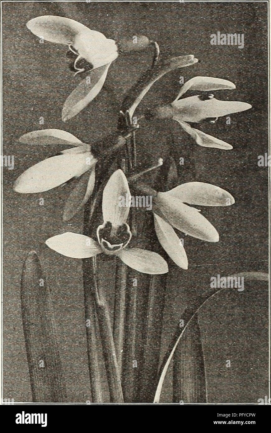 . Currie's bulbs and plants : autumn 1916. Flowers Seeds Catalogs; Bulbs (Plants) Seeds Catalogs; Nurseries (Horticulture) Catalogs; Plants, Ornamental Catalogs. SNOWDROPS. OXALIS. A very pretty and very desirable bulbous plant for pot culture and well adapted for hanging baskets. The graceful flowers are abundantly produced, although the bulbs are quite small. These should be planted not singly, but a number in each pot. Each Doz. 100 Bermuda Buttercup—Bright yellow $ .03 $ .25 $1.50 Bowii—Deep rose 03 .25 1.50 Cernua Plena—Double yellow .03 .30 2.00 Hirta Rosea—Pink 02 JO 1.25 Multiflora Alb Stock Photo