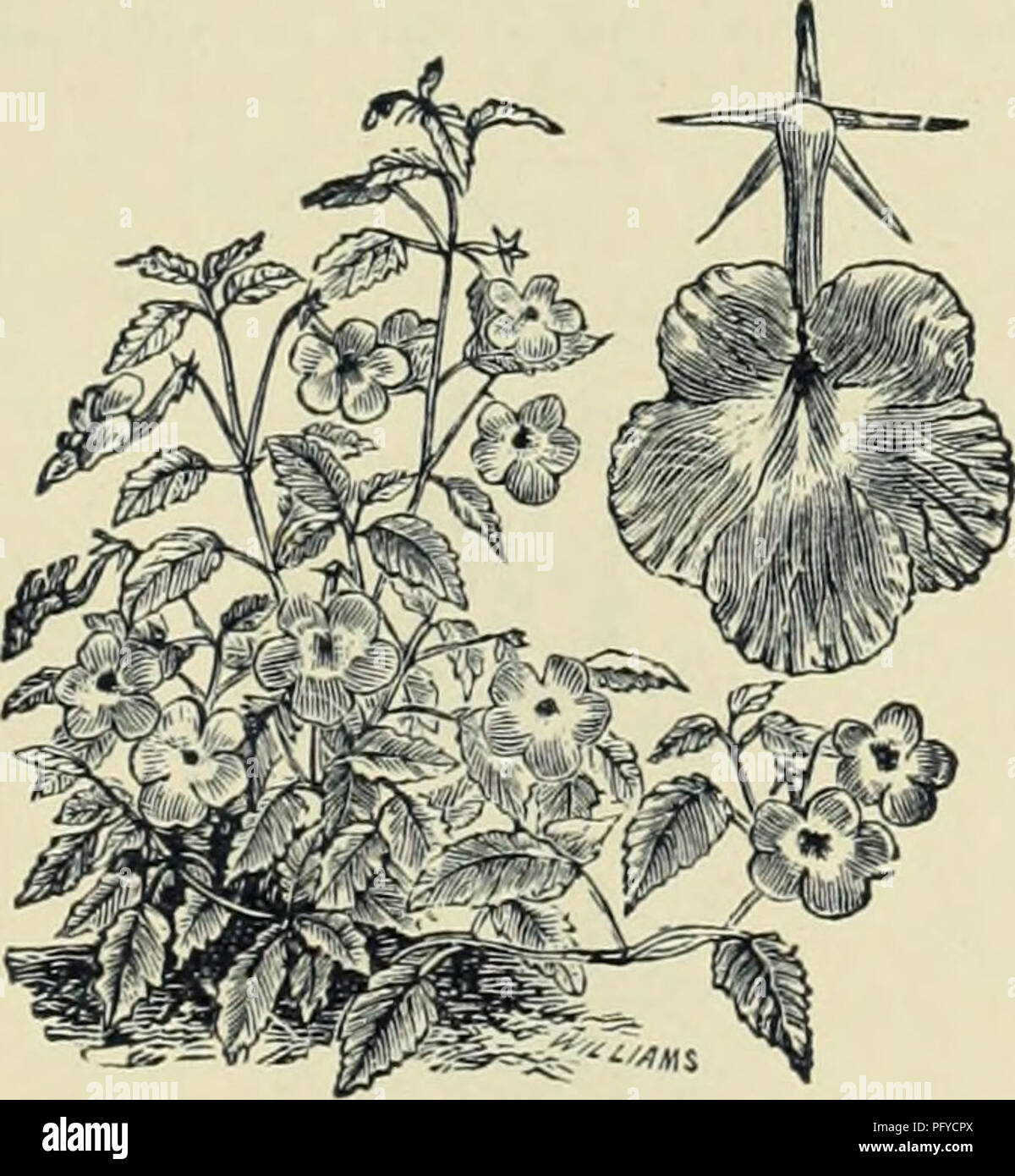 . Currie Bros.' horticultural guide : spring 1888. Nursery stock Wisconsin Catalogs; Flowers Seeds Catalogs; Bulbs (Plants) Seeds Catalogs; Vegetables Seeds Catalogs; Plants, Ornamental Catalogs; Gardening Equipment and supplies Catalogs. ACROCLINUM. A beautiful everlasting flower, resembling the Rho- danthe, but larger. Cut the flowers for winter bouquets before they are fully open. Half-hardy annuals. Album—Pure white, 1 foot 5 Roseum—Bright rose, 1 foot 5 Roseum fl. pi.—Double rose, 1 foot 10 Album fl. pi.—Double white, 1 foot 10 3 ABRONIA. Pretty little plants, resembling the Verbena in th Stock Photo